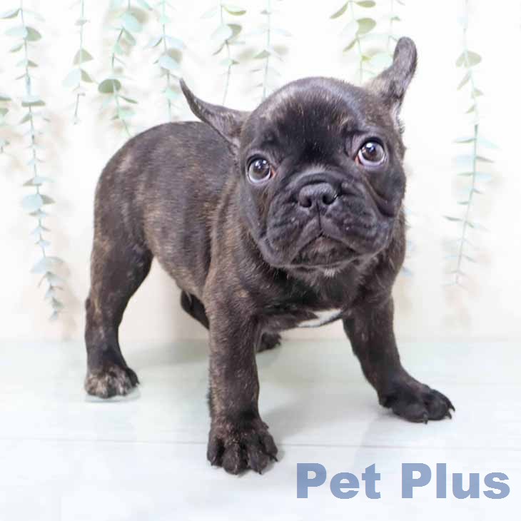 大阪府のフレンチブルドッグ (ペットプラス 鶴見店/2026年1月24日生まれ/男の子/ブリンドル)の子犬