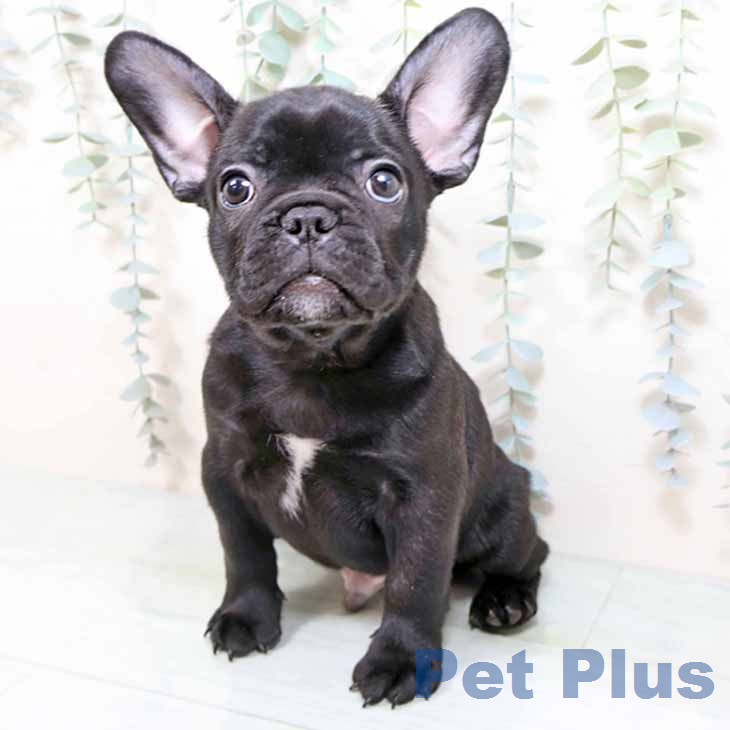 フレンチ・ブルドッグ