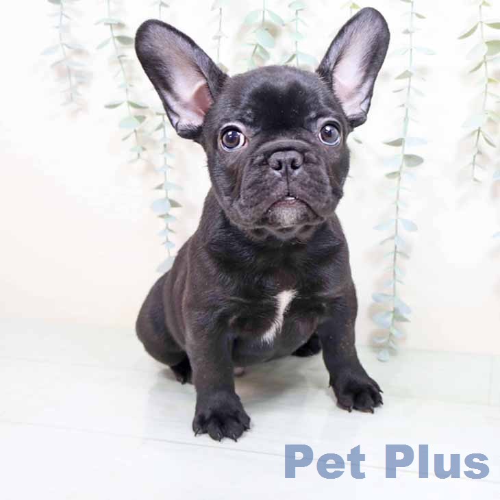 フレンチ・ブルドッグ