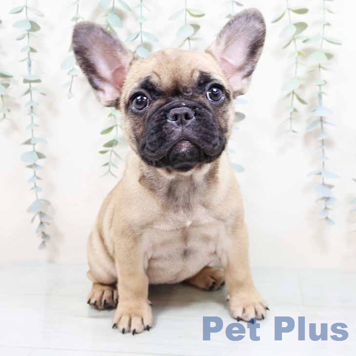 フレンチ・ブルドッグの写真1