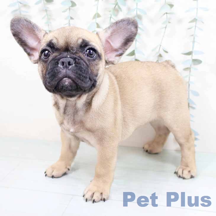 フレンチ・ブルドッグの写真2