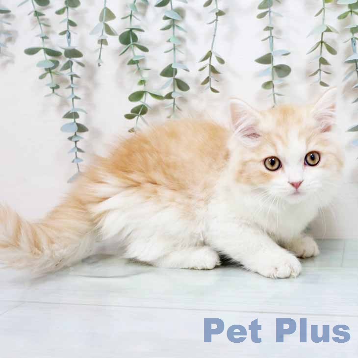 スコティッシュフォールド