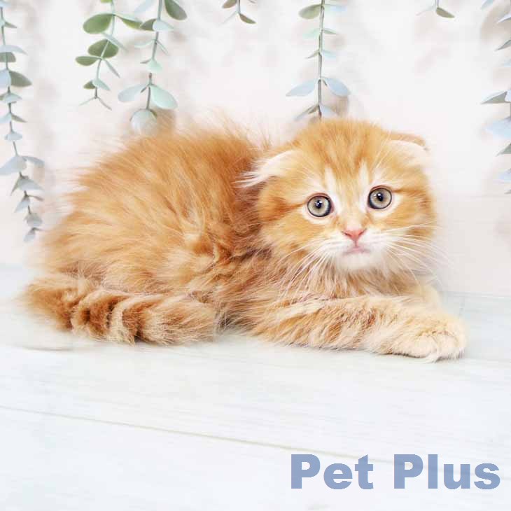 京都府のスコティッシュフォールド (ペットプラス イオンモールKYOTO店/2026年1月30日生まれ/男の子/レッドタビー)の子猫の1枚目の画像