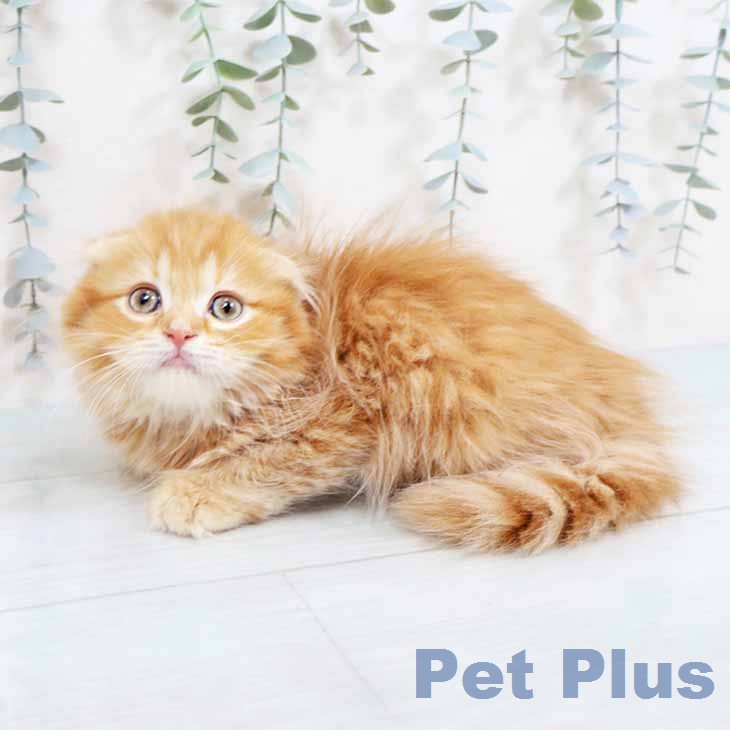 京都府のスコティッシュフォールド (ペットプラス イオンモールKYOTO店/2026年1月30日生まれ/男の子/レッドタビー)の子猫の2枚目の画像