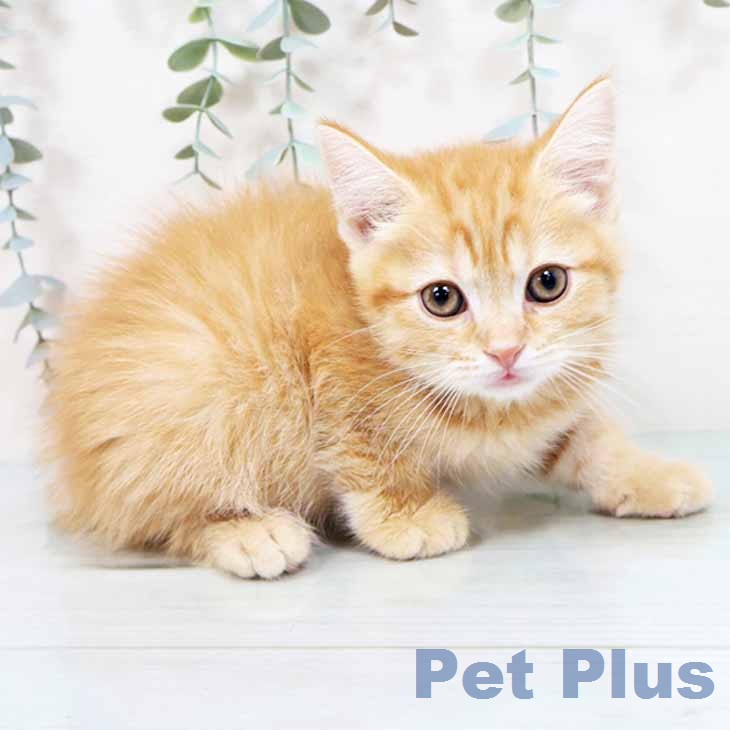 スコティッシュフォールド