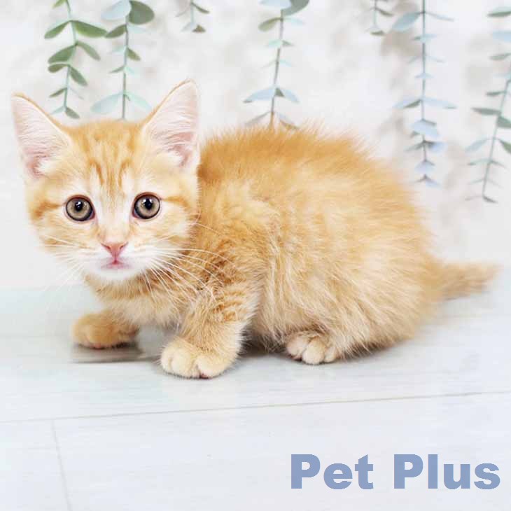 スコティッシュフォールド