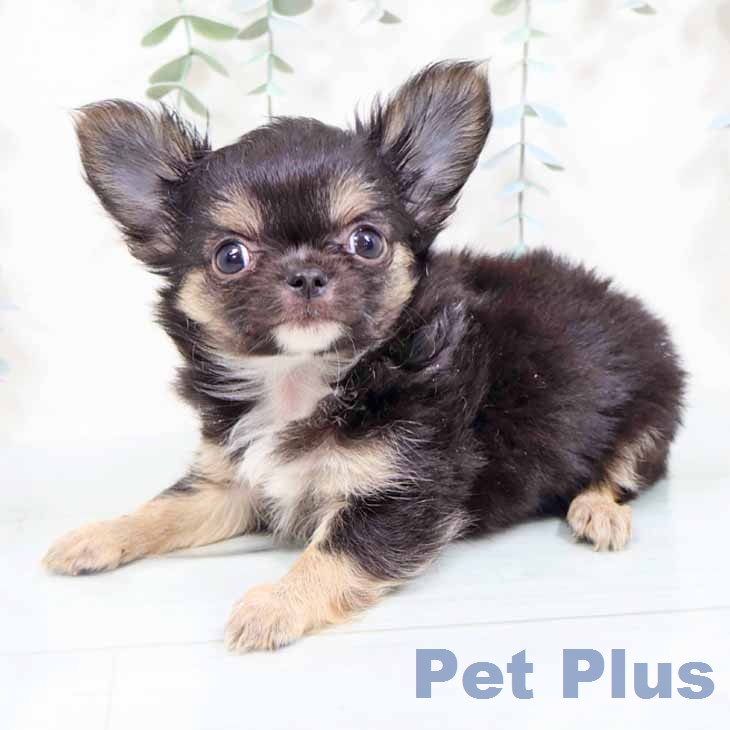 大阪府のチワワ(ロング) (ペットプラス りんくう泉南店/2026年1月30日生まれ/女の子/ブラックタン)の子犬の2枚目の画像
