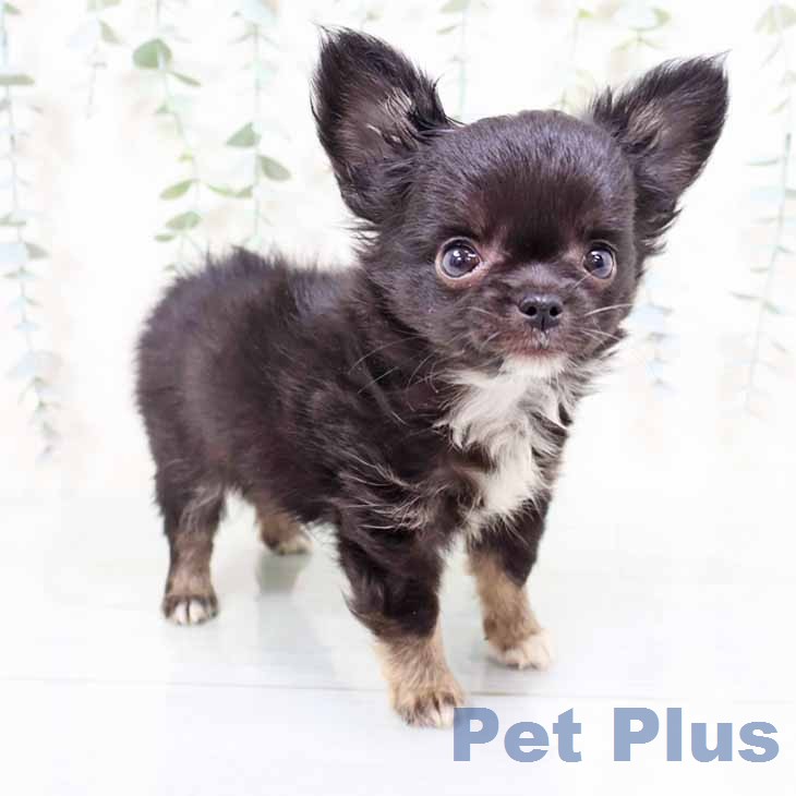 大阪府のチワワ(ロング) (ペットプラス イオン大日店/2026年1月30日生まれ/男の子/ブラックタン)の子犬の2枚目の画像