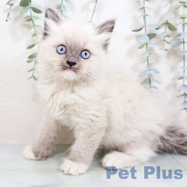 大阪府のラグドール (ペットプラス ららぽーと和泉店/2026年2月3日生まれ/男の子/ブルーポイントバイカラー)の子猫
