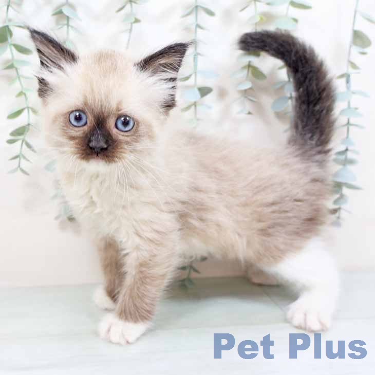 大阪府のラグドール (ペットプラス 鶴見店/2026年2月3日生まれ/女の子/シールポイントミテッド)の子猫
