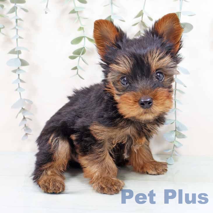 ヨークシャー・テリアの写真2