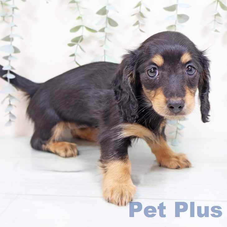 大阪府のミニチュアダックスフンド(ロング) (ペットプラス りんくう泉南店/2026年2月3日生まれ/女の子/ブラックタン)の子犬の1枚目の画像
