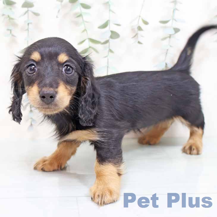 大阪府のミニチュアダックスフンド(ロング) (ペットプラス りんくう泉南店/2026年2月3日生まれ/女の子/ブラックタン)の子犬の2枚目の画像