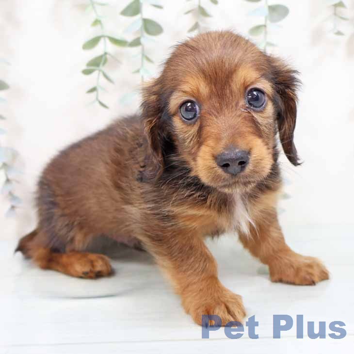 カニーンヘン・ダックスフンド