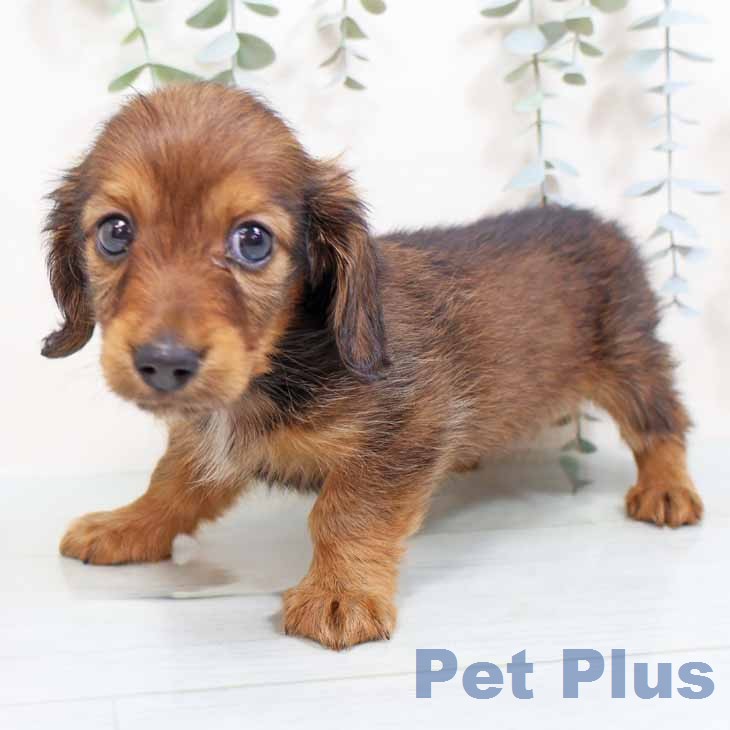 カニーンヘン・ダックスフンド