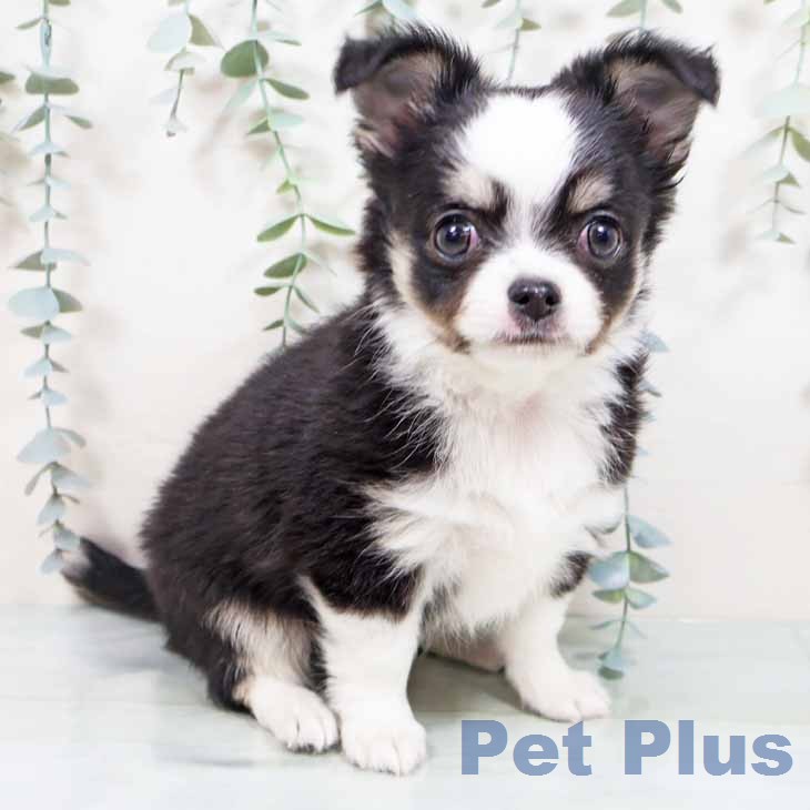 大阪府のチワワ(ロング) (ペットプラス りんくう泉南店/2026年2月2日生まれ/男の子/ブラックタンホワイト)の子犬の1枚目の画像