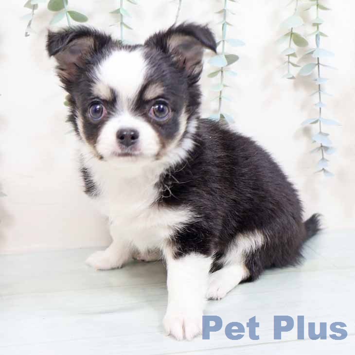 大阪府のチワワ(ロング) (ペットプラス りんくう泉南店/2026年2月2日生まれ/男の子/ブラックタンホワイト)の子犬の2枚目の画像