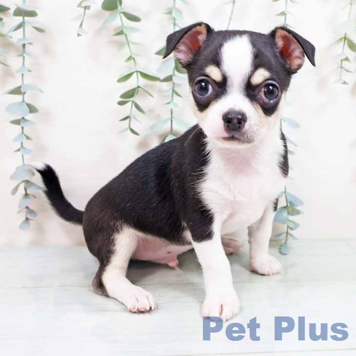 大阪府のチワワ(ロング) (ペットプラス りんくう泉南店/2026年2月2日生まれ/男の子/ブラックタンホワイト)の子犬の1枚目の画像