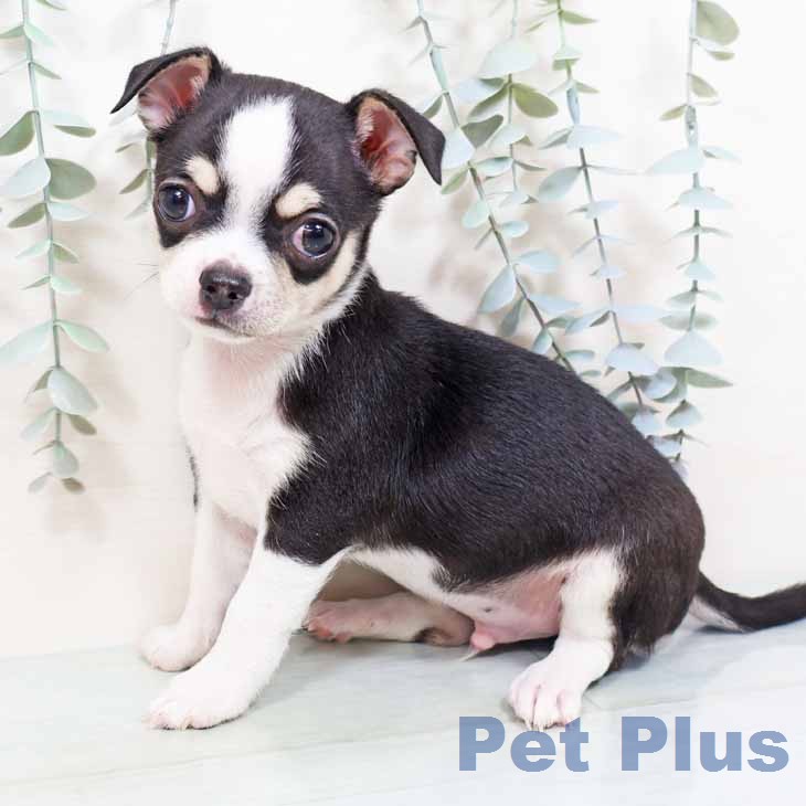 大阪府のチワワ(ロング) (ペットプラス りんくう泉南店/2026年2月2日生まれ/男の子/ブラックタンホワイト)の子犬の2枚目の画像