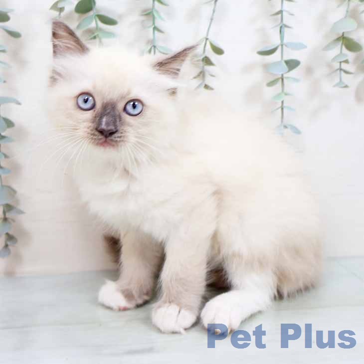 ラグドールの写真2