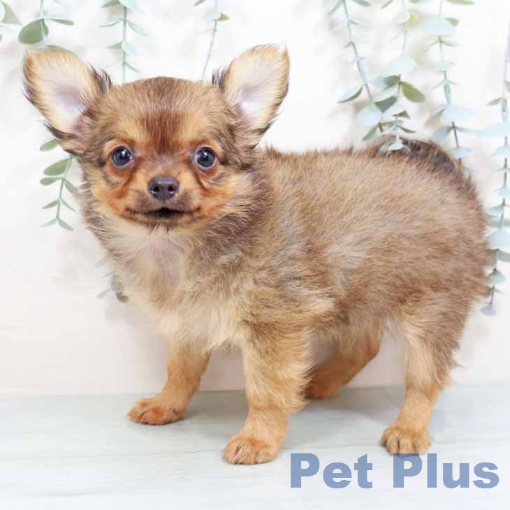 京都府のチワワ(ロング) (ペットプラス 醍醐店/2026年2月3日生まれ/女の子/レッド)の子犬の1枚目の画像