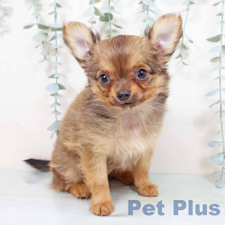 京都府のチワワ(ロング) (ペットプラス 醍醐店/2026年2月3日生まれ/女の子/レッド)の子犬の2枚目の画像