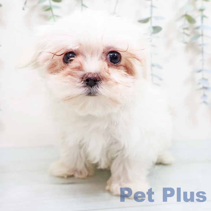 大阪府のマルチーズ (ペットプラス イオン大日店/2026年1月22日生まれ/女の子/ホワイト)の子犬の1枚目の画像