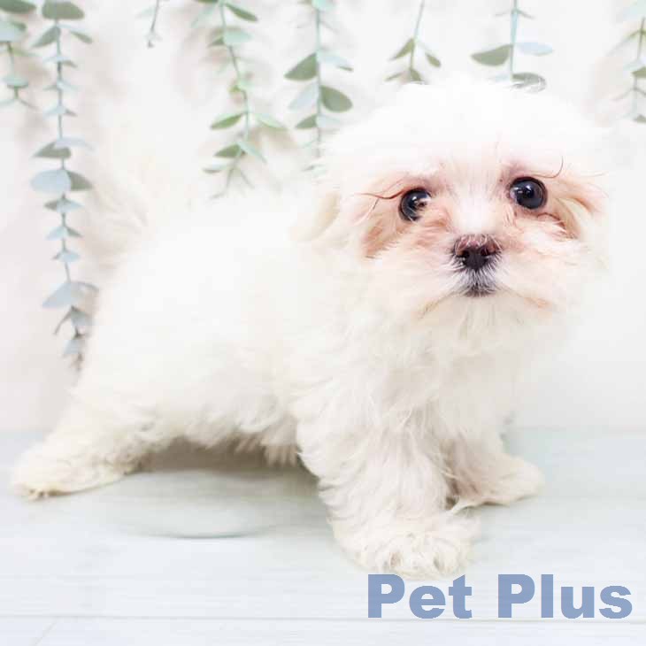 大阪府のマルチーズ (ペットプラス イオン大日店/2026年1月22日生まれ/女の子/ホワイト)の子犬の2枚目の画像