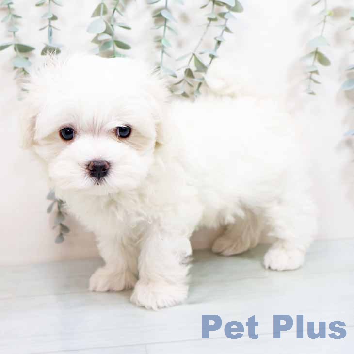 大阪府のマルチーズ (ペットプラス ららぽーと和泉店/2026年2月2日生まれ/女の子/ホワイト)の子犬