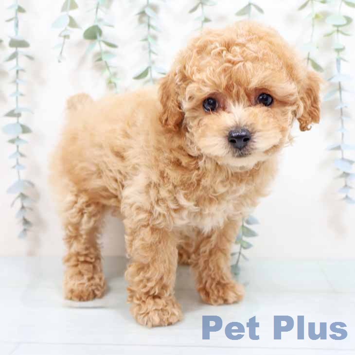 トイ・プードル