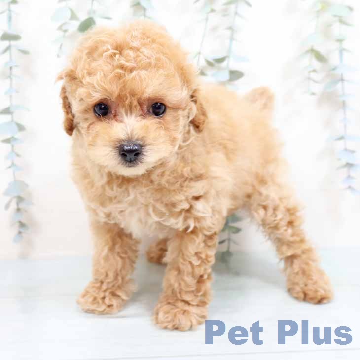 トイ・プードル