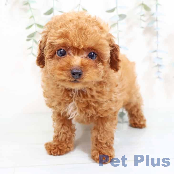 京都府のトイプードル(トイ) (ペットプラス 京都桂川店/2026年2月4日生まれ/女の子/レッドフォーン)の子犬の1枚目の画像