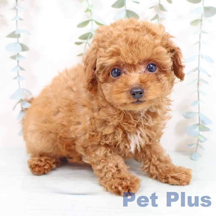 京都府のトイプードル(トイ) (ペットプラス 京都桂川店/2026年2月4日生まれ/女の子/レッドフォーン)の子犬の2枚目の画像