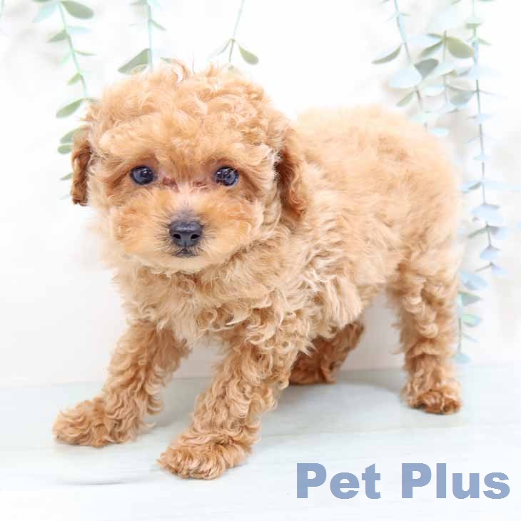 トイ・プードル