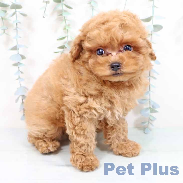 トイ・プードル