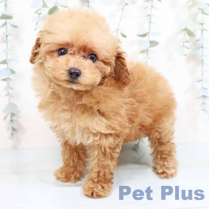大阪府のトイプードル(トイ) (ペットプラス イオン大日店/2026年1月27日生まれ/女の子/レッド)の子犬の1枚目の画像