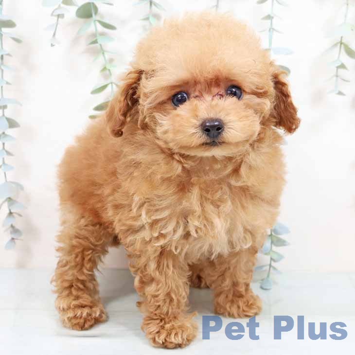 大阪府のトイプードル(トイ) (ペットプラス イオン大日店/2026年1月27日生まれ/女の子/レッド)の子犬の2枚目の画像