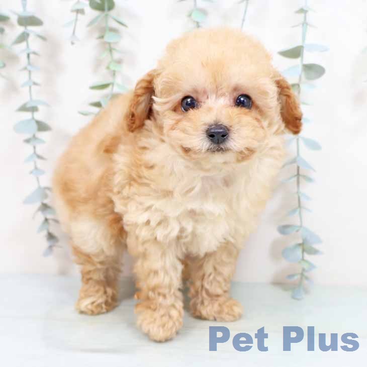 兵庫県のトイプードル(トイ) (ペットプラス 神戸三宮店/2026年1月28日生まれ/男の子/アプリコット)の子犬の1枚目の画像