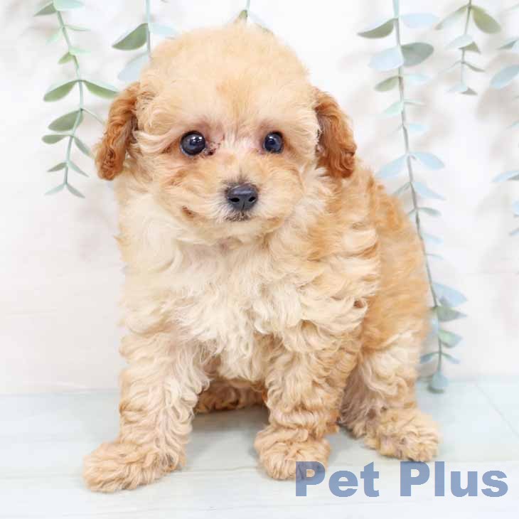 兵庫県のトイプードル(トイ) (ペットプラス 神戸三宮店/2026年1月28日生まれ/男の子/アプリコット)の子犬の2枚目の画像