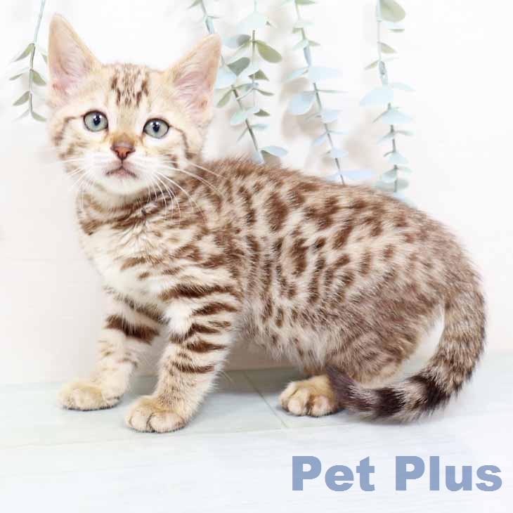大阪府のベンガル (ペットプラス イオン大日店/2026年1月26日生まれ/女の子/ブラウンスポットタビー)の子猫