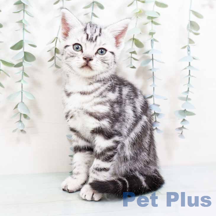 アメリカンショートヘア