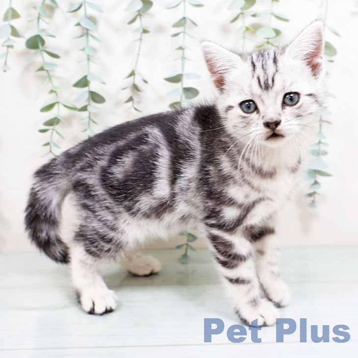奈良県のアメリカンショートヘアー (ペットプラス 大和郡山店/2026年1月27日生まれ/女の子/シルバータビー)の子猫の1枚目の画像