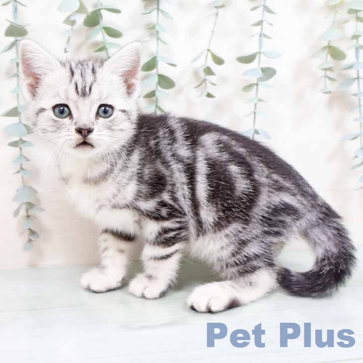 奈良県のアメリカンショートヘアー (ペットプラス 大和郡山店/2026年1月27日生まれ/女の子/シルバータビー)の子猫の2枚目の画像