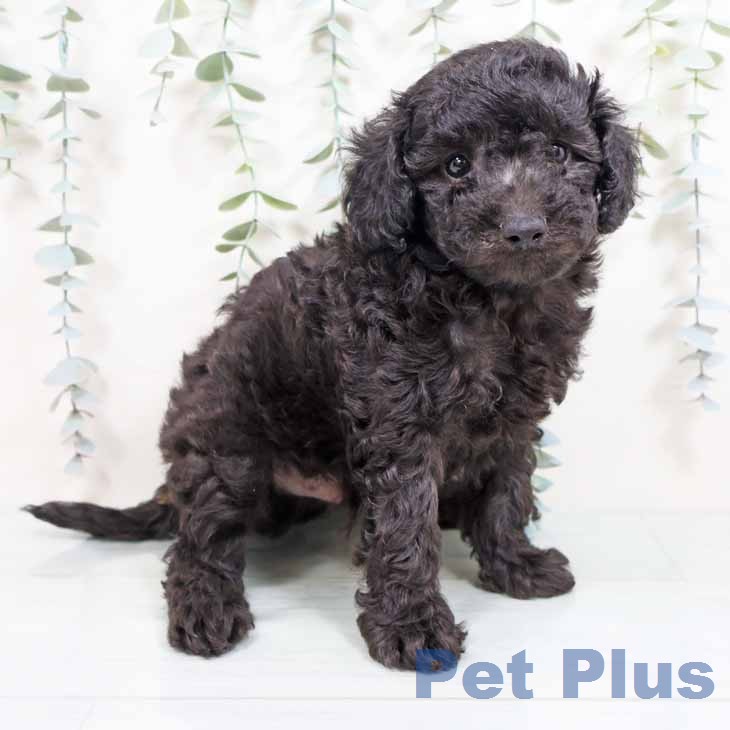 新潟県のトイプードル(トイ) (ペットプラス 新潟南店/2026年2月5日生まれ/男の子/シルバー)の子犬の1枚目の画像