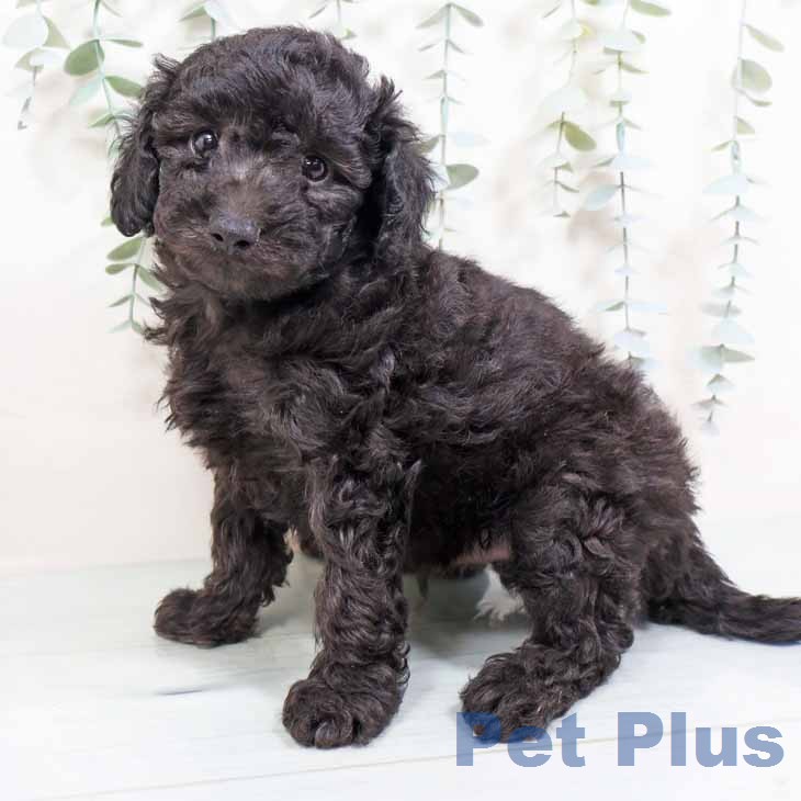 新潟県のトイプードル(トイ) (ペットプラス 新潟南店/2026年2月5日生まれ/男の子/シルバー)の子犬の2枚目の画像