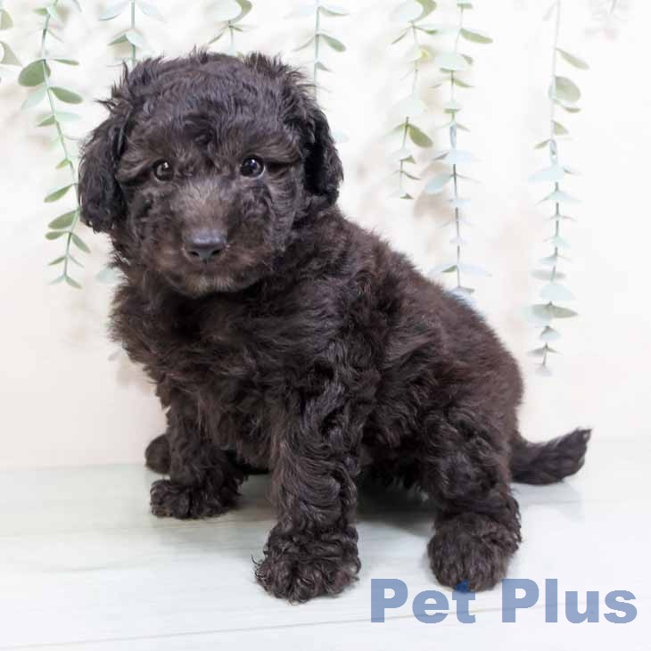 トイ・プードル