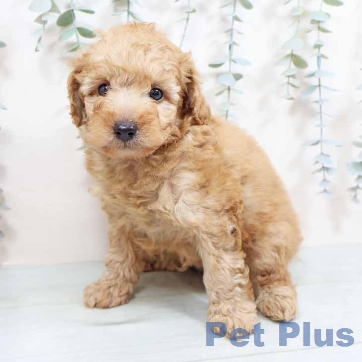 大阪府のトイプードル(トイ) (ペットプラス 鶴見店/2026年2月5日生まれ/男の子/アプリコット)の子犬の2枚目の画像