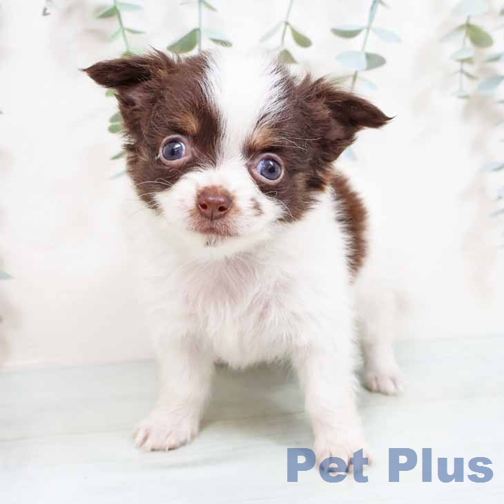 大阪府のチワワ(ロング) (ペットプラス りんくう泉南店/2026年2月4日生まれ/女の子/チョコレートタンホワイト)の子犬の2枚目の画像