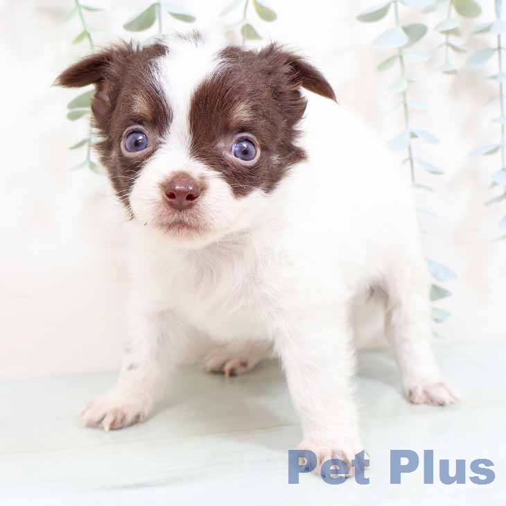 大阪府のチワワ(ロング) (ペットプラス りんくう泉南店/2026年2月4日生まれ/男の子/チョコレートタンホワイト)の子犬の1枚目の画像