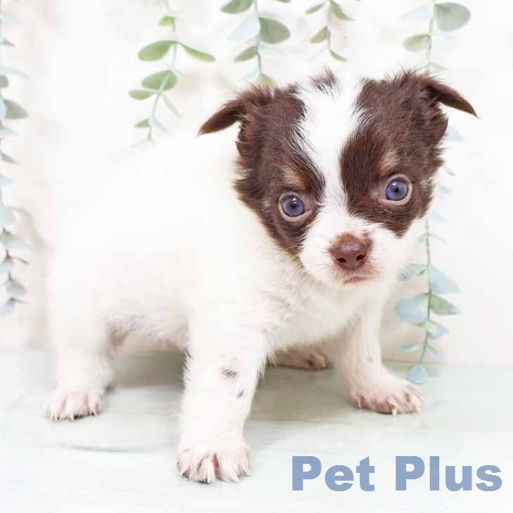 大阪府のチワワ(ロング) (ペットプラス りんくう泉南店/2026年2月4日生まれ/男の子/チョコレートタンホワイト)の子犬の2枚目の画像